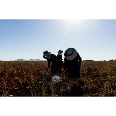 „The Mennonite Chily Pickers“. Iš ciklo „Mexico“