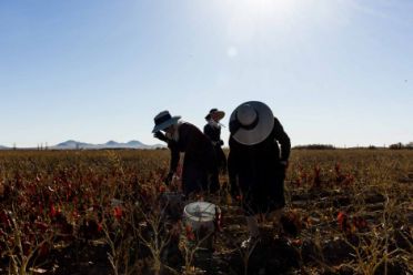 „The Mennonite Chily Pickers“. Iš ciklo „Mexico“